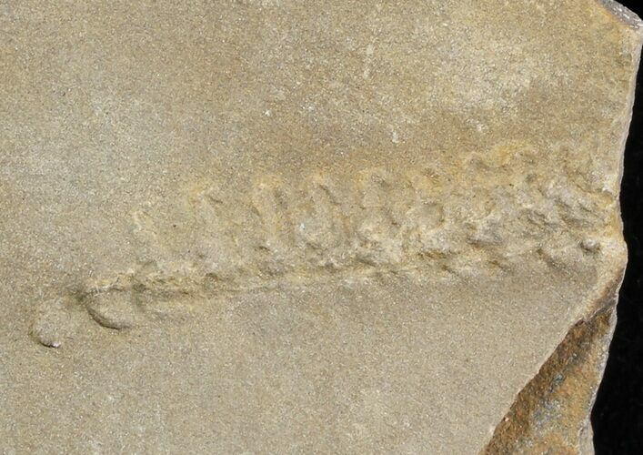 Cruziana (Fossil Trilobite Trackway) - Morocco #49195